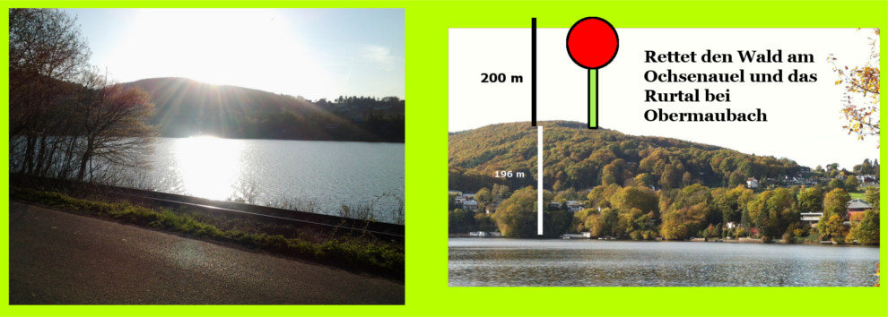 Ochsenauel im Gegenlicht